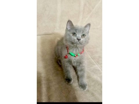 Yavru british shorthair mama tuvalet eğitimi verildi