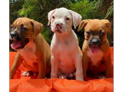 Irk ve sağlık garantili boxer yavrular
