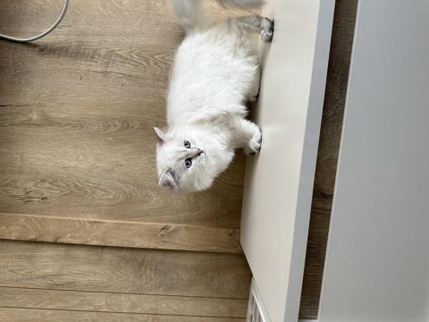 British longhair erkek