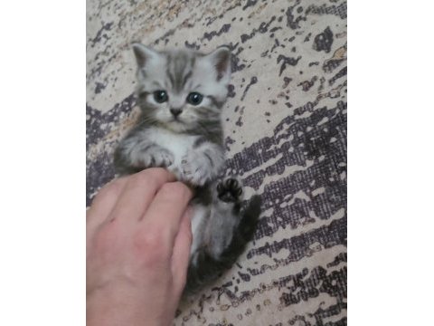 British shorthair ve scottish fold yavrular