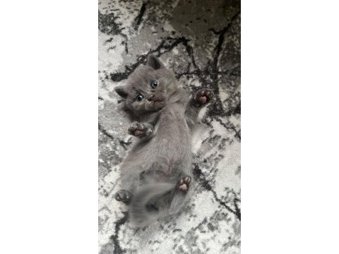 Yavru kedimiz sahiplendirme