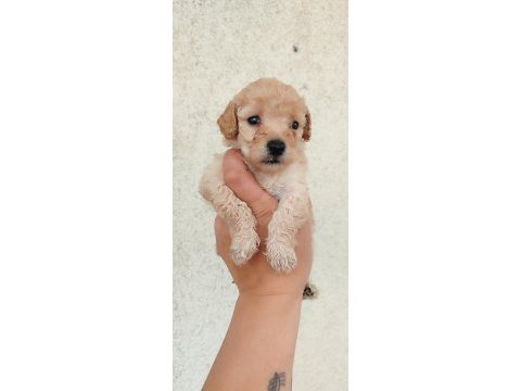 Poodle kayısının en tatlı tadı