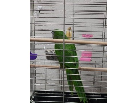 Mükemmel yavru cüce macaw alışmış