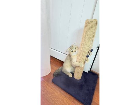 Scottish fold golden
