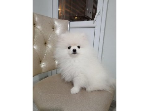 Ankaranın en güzel ayı suratlı pomeranian boo yavruları