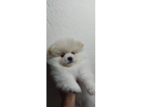 Minik pomeranian yavrularımız yeni yuvasını arıyorlar