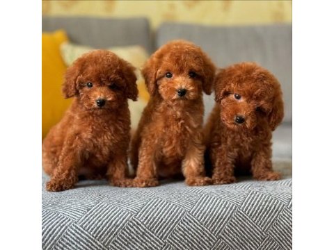 Koyu renk toy poodle yavruları