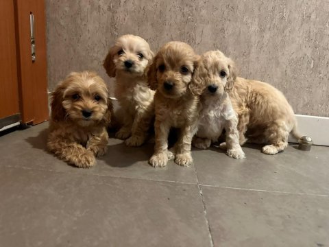Biblo kilo garantili maltipoo çocuklarım