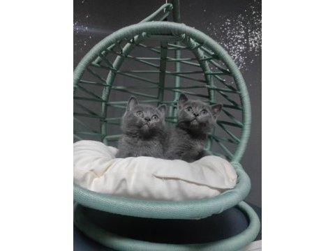 British shorthair erkek yavrularımız