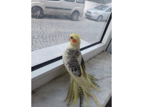 Ele yatkın sultan papağanı yavruları damızlıklar