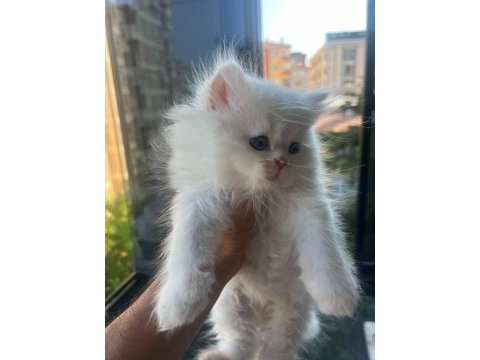 British longhair yavrularımız