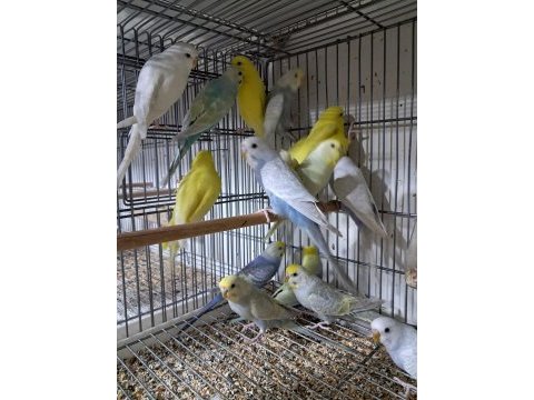 Alistirmalik muhabbet yavrular