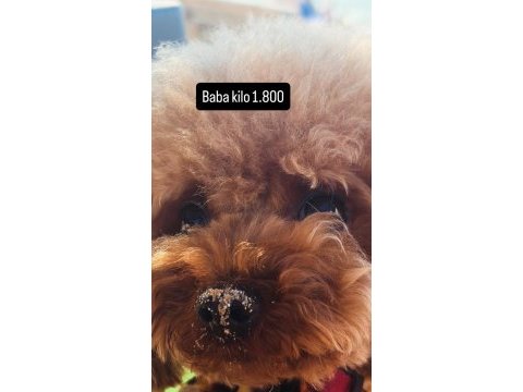 Poodle bebeklerimiz