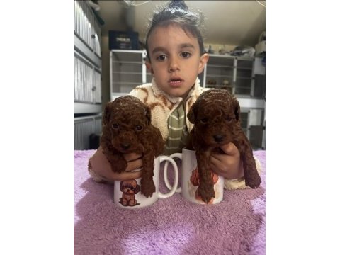 Hayallerinizdeki toypoodle yavrularımız ruhsatlı çiftlik