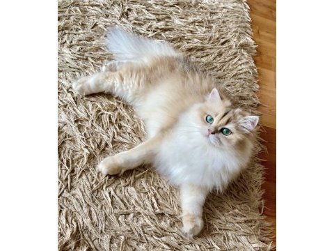 Şecereli british longhair blue golden yetişkin dişi