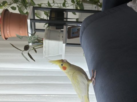 Sultan papağanı ele alışık
