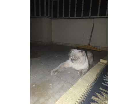 Scottish fold kedime dişi arıyoruz çiftleşecek
