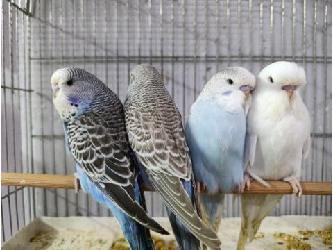 Alıştırmalık jumbo muhabbet kuşu yavrular