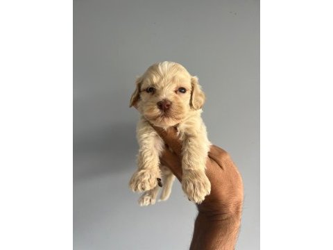 Terrier bebişlerimiz