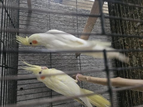 Sarı rutrino 3 aylık yavru sultan papağanı