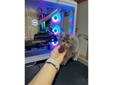 British shorthair 12 aylık kedimiz