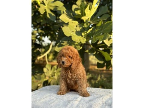 A kalite toy poodle yavrular