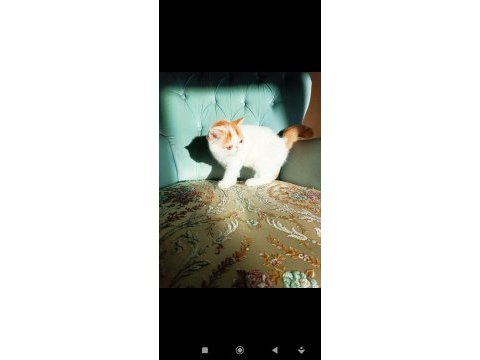 Türkiye'nin en iyilerinden exotic shorthair