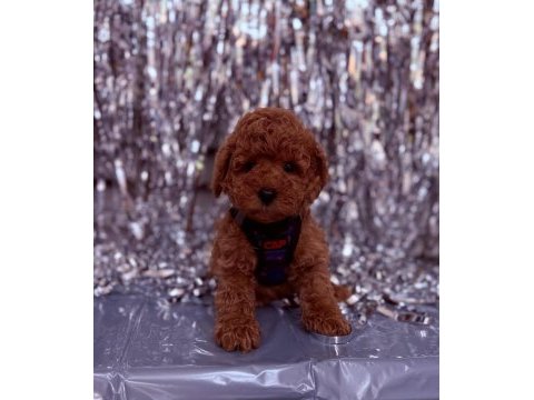 Safkan toy poodle yavrularımız