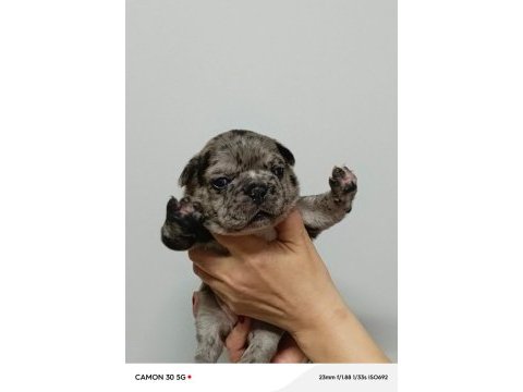 French bulldog yavrularımız