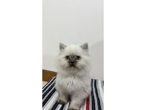 British longhair 2 aylık