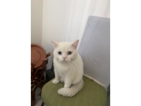 Ücretsiz british shorthair acil yuva