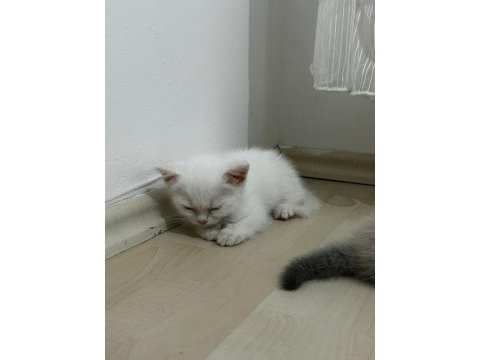 British shorthair yavru kediler