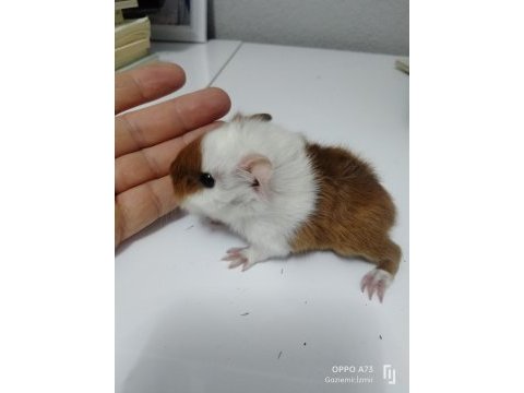 Kaliteli ırk garantilidir 4 adet guinea pig