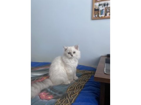 Dişi british longhair 4 aylık