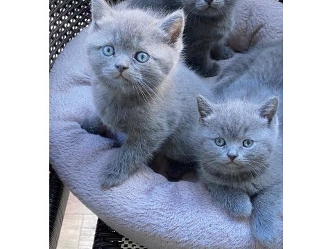 2 adet erkek british shorthair