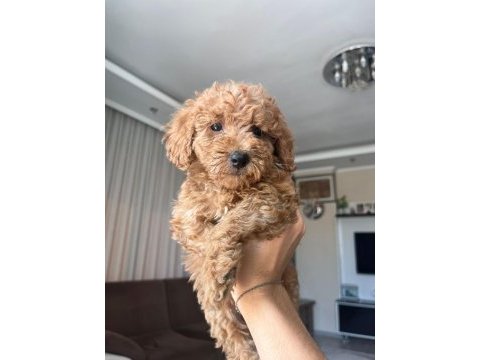 Güzel toy poodle yavrularımız yeni yuvasını arıyor