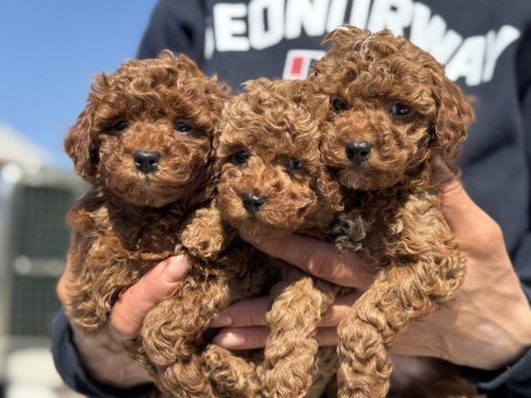 Petmode köpek çiftliğinde ziyarete açık toy poodle