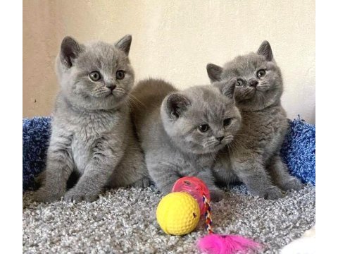 Brıtısh shorthair yavrular 