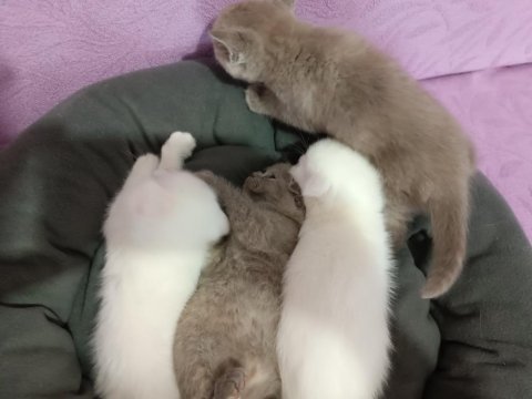 Seceresi temiz ve kaliteli scottish fold yavrular