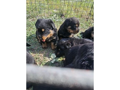 Üst sekmen rottweiler dişi erkek yavrular