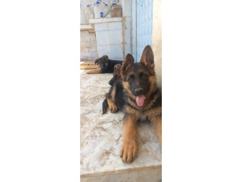 Az insan bol huzur çok köpek isteyenlere alman kurdu