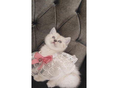 Sevecen bir british shorthair kız
