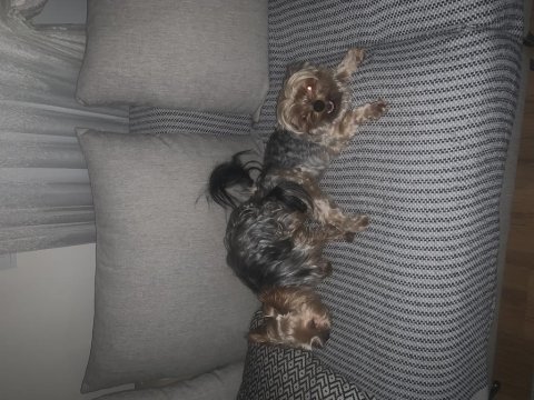 Terrier yorkshire
