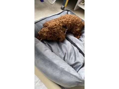 Toy poodle erkek köpeğimiz