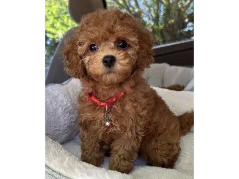 Toy poodle maltipoo mevcut