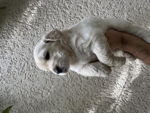 A kalite golden retriever yavrular