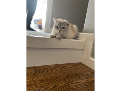 Scottish fold ömürlük yuva arıyoruz