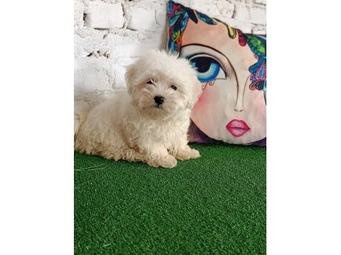 Maltese terrier minik dostlar