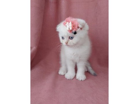 Teslime hazır dişi scottish fold yavrumuz