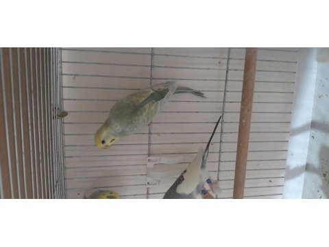 Rainbow parçalı yerli muhabbet kuşu